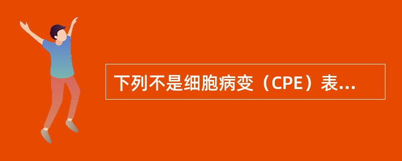 下列不是细胞病变（CPE）表现的是（　　）。