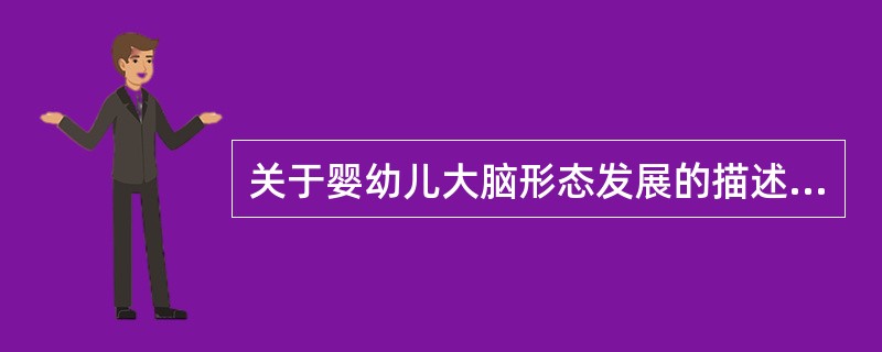 关于婴幼儿大脑形态发展的描述，正确的是