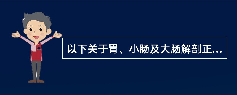 以下关于胃、小肠及大肠解剖正确的是（　　）。