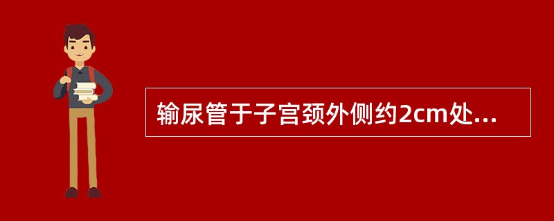 输尿管于子宫颈外侧约2cm处在子宫动脉的后方与之交叉。（）