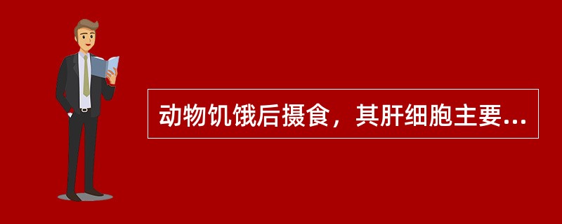 动物饥饿后摄食，其肝细胞主要糖代谢途径是（）