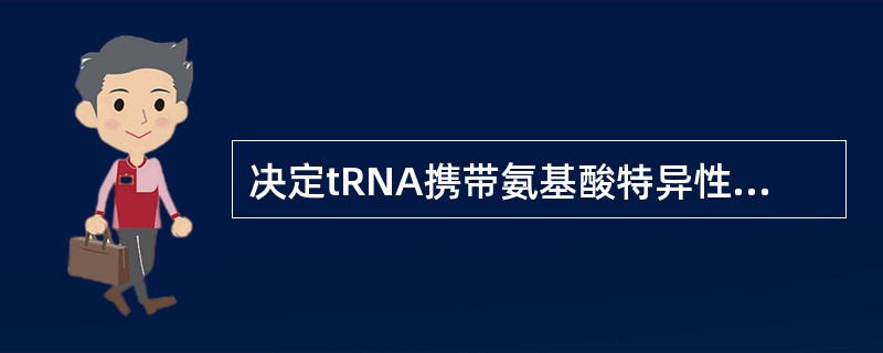 决定tRNA携带氨基酸特异性的关键部位是（）