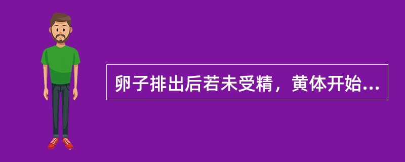 卵子排出后若未受精，黄体开始萎缩在排卵后（）