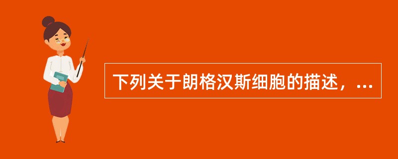下列关于朗格汉斯细胞的描述，不正确的是（）。