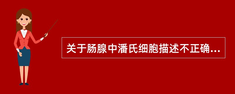 关于肠腺中潘氏细胞描述不正确的是（）。