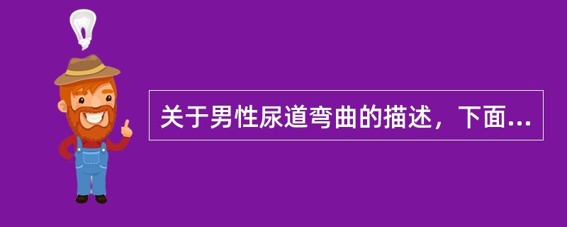 关于男性尿道弯曲的描述，下面哪项是正确的？（）