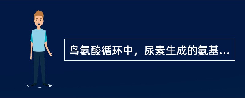 鸟氨酸循环中，尿素生成的氨基来源有（）