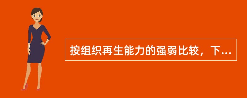 按组织再生能力的强弱比较，下列哪项正确（）