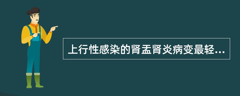 上行性感染的肾盂肾炎病变最轻的部位是（）