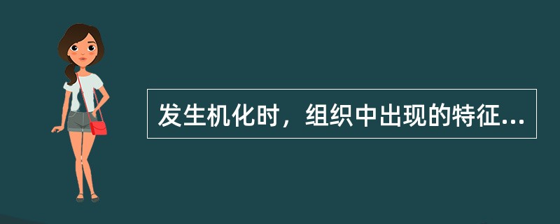 发生机化时，组织中出现的特征性细胞有（）。