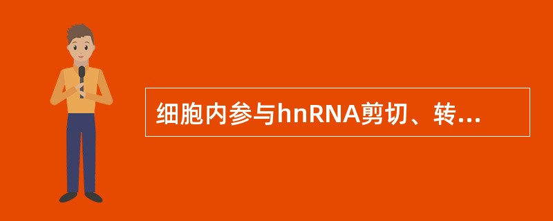 细胞内参与hnRNA剪切、转运的RNA主要是（　　）。 