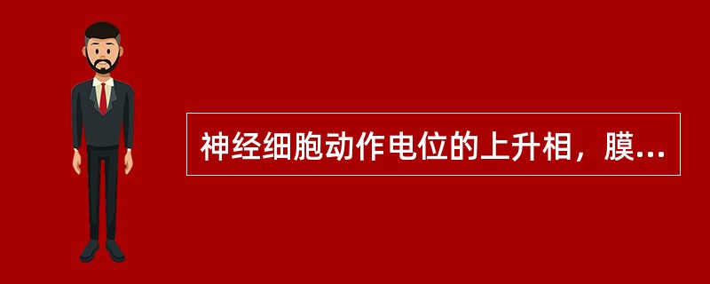 神经细胞动作电位的上升相，膜发生（　　）。 