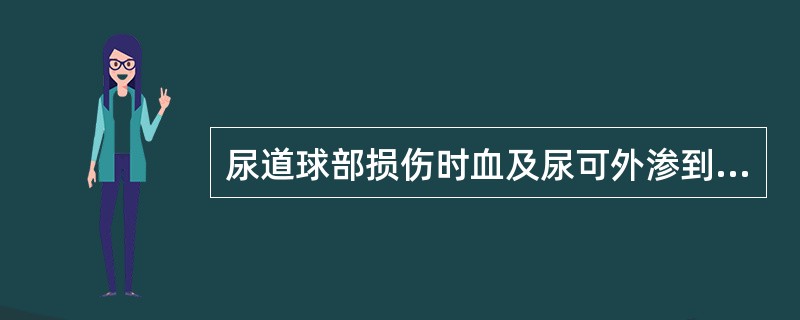 尿道球部损伤时血及尿可外渗到（　　）。