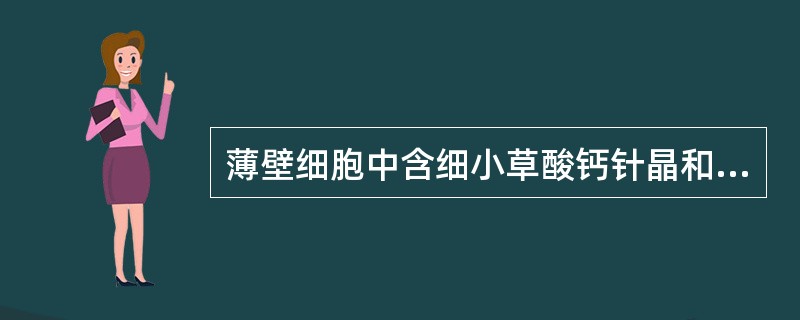 薄壁细胞中含细小草酸钙针晶和菊糖的药材是