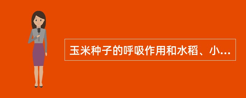 玉米种子的呼吸作用和水稻、小麦相比()。