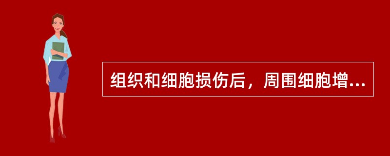 组织和细胞损伤后，周围细胞增殖、修复的过程是()。