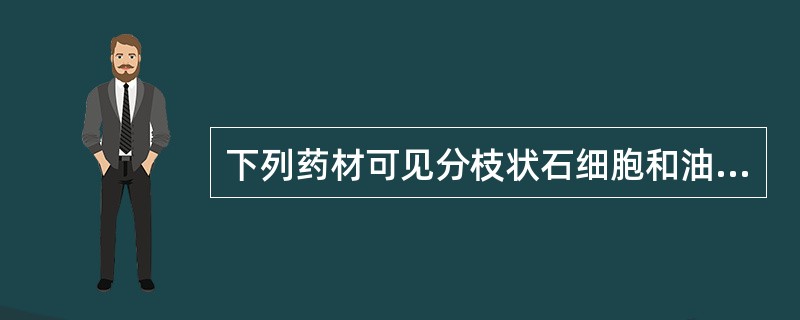 下列药材可见分枝状石细胞和油细胞的是（）