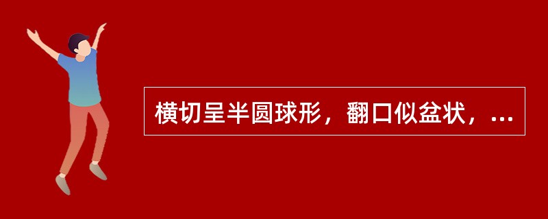 横切呈半圆球形，翻口似盆状，外表棕褐色至褐色，密被凹点状油室，中央褐色，有中心柱及7～15瓣瓤囊，有此特征的果实种子类中药材是（）