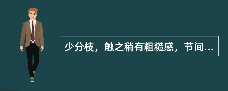 少分枝，触之稍有粗糙感，节间长2～6cm，鳞叶裂片2（稀3），髓部近圆形（）