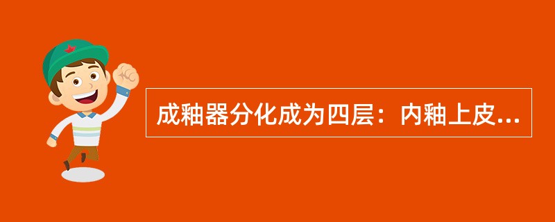 成釉器分化成为四层：内釉上皮、外釉上皮、星网状层、中间层，应为( )
