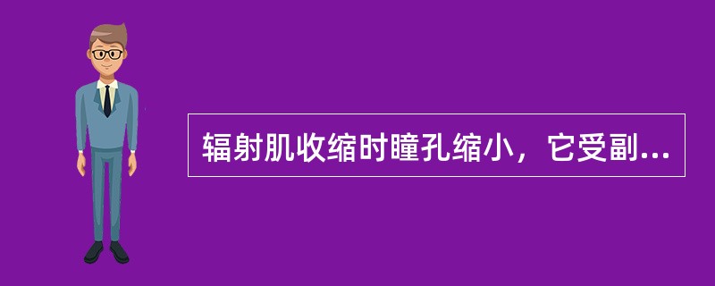 辐射肌收缩时瞳孔缩小，它受副交感神经支配。()