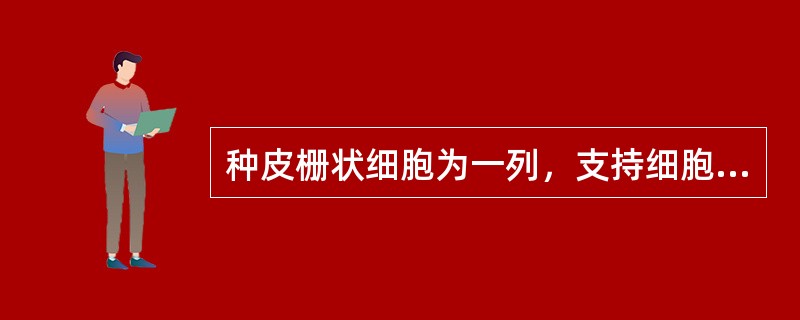 种皮栅状细胞为一列，支持细胞哑铃形的中药材是（）