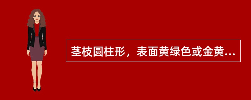 茎枝圆柱形，表面黄绿色或金黄色，节膨大，断面不平坦，髓部常偏向一边，叶对生于枝梢的药材是（）