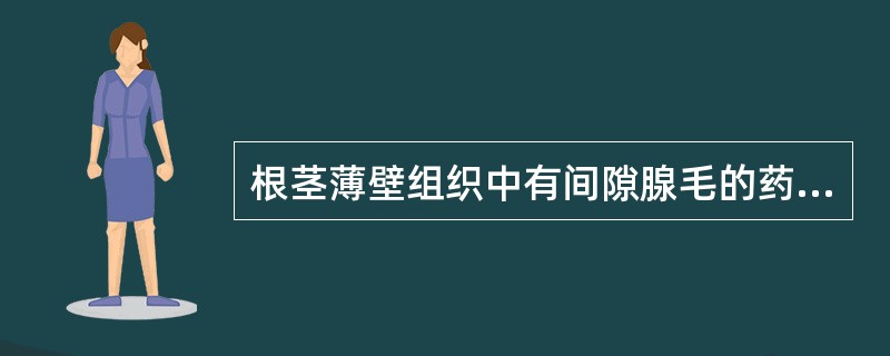 根茎薄壁组织中有间隙腺毛的药材是（）