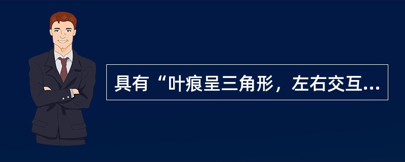 具有“叶痕呈三角形，左右交互排列，有的其上有鳞毛状的叶基残余”性状特征的是（）