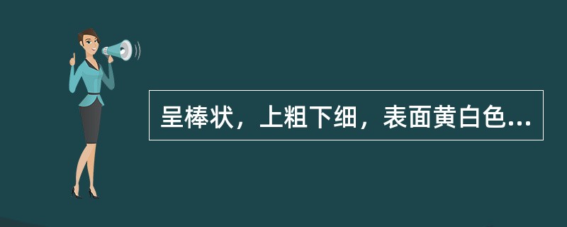 呈棒状，上粗下细，表面黄白色，密被短柔毛的药材是（）