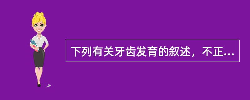 下列有关牙齿发育的叙述，不正确是()