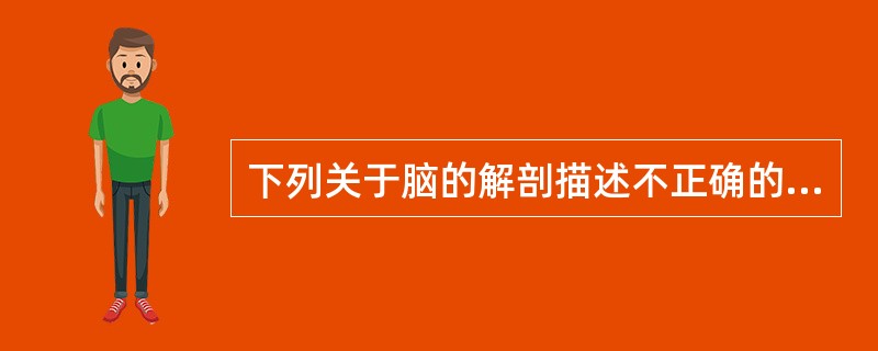 下列关于脑的解剖描述不正确的是（）
