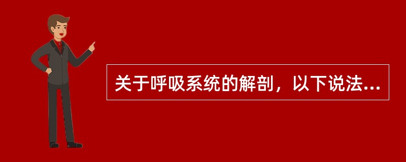 关于呼吸系统的解剖，以下说法错误的是（）