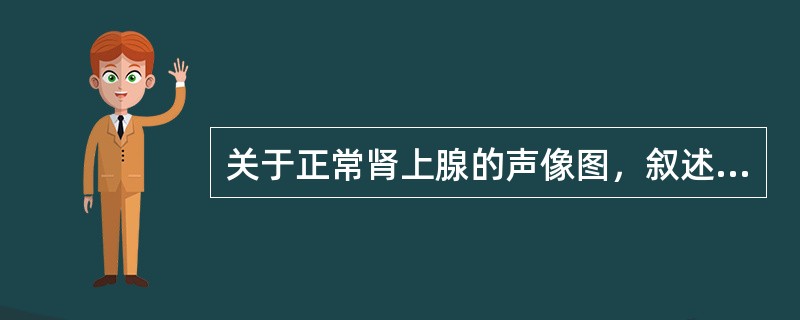 关于正常肾上腺的声像图，叙述错误的是（）