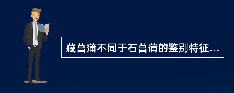 藏菖蒲不同于石菖蒲的鉴别特征是（）