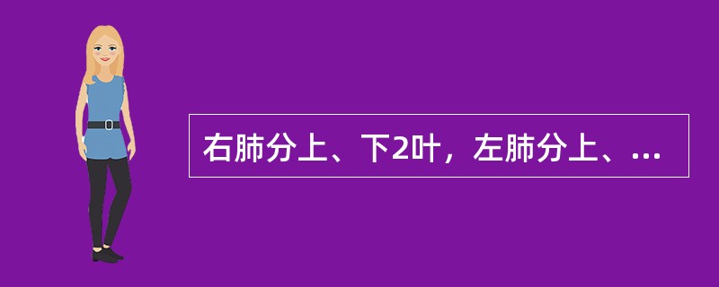 右肺分上、下2叶，左肺分上、中、下3叶。（）