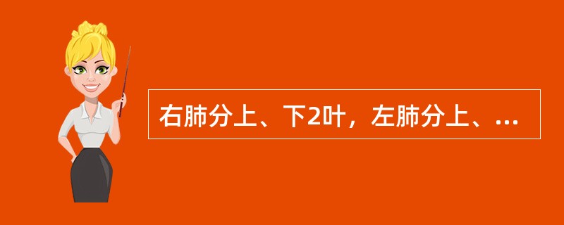 右肺分上、下2叶，左肺分上、中、下3叶。（）