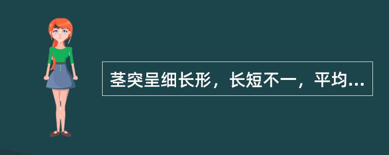 茎突呈细长形，长短不一，平均长约（）。