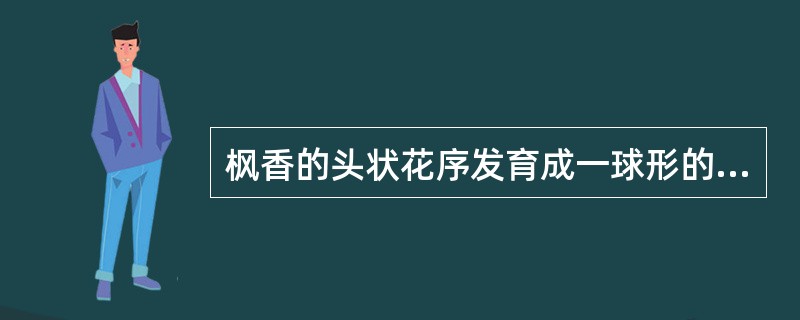 枫香的头状花序发育成一球形的聚花果。()