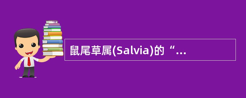 鼠尾草属(Salvia)的“杠杆雄蕊”的“杠杆”为()。