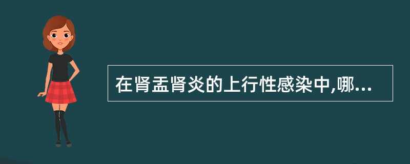 在肾盂肾炎的上行性感染中,哪项是主要原因 ( )