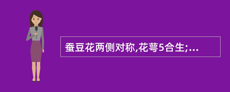 蚕豆花两侧对称,花萼5合生;花冠5,三轮,其中两片合生;雄蕊10,9枚合生;子房