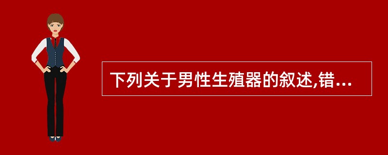 下列关于男性生殖器的叙述,错误的是( )