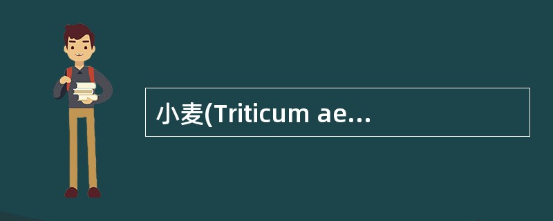 小麦(Triticum aestivum)的小穗是一个穗状花序。()