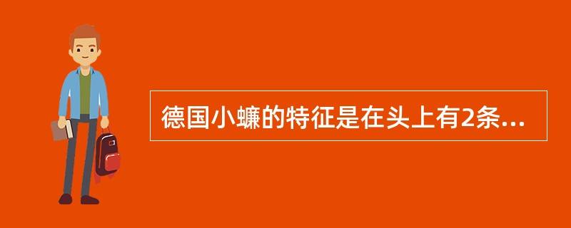 德国小蠊的特征是在头上有2条黑褐色纵条纹。（）