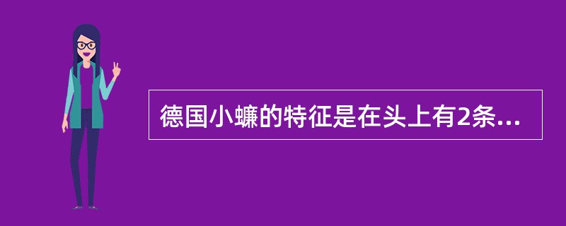 德国小蠊的特征是在头上有2条黑褐色纵条纹。（）