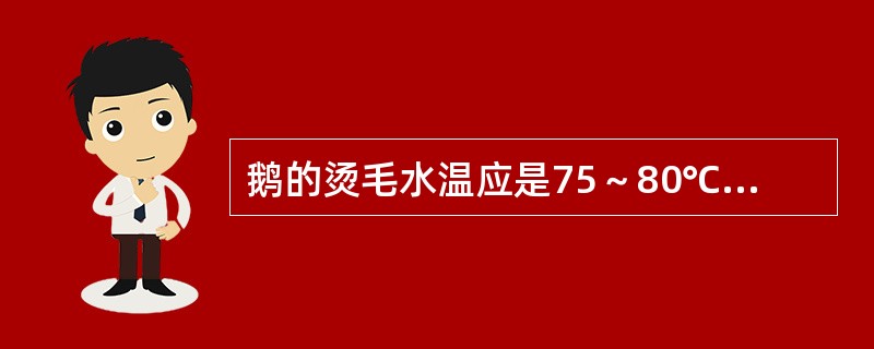 鹅的烫毛水温应是75～80℃之间。（）