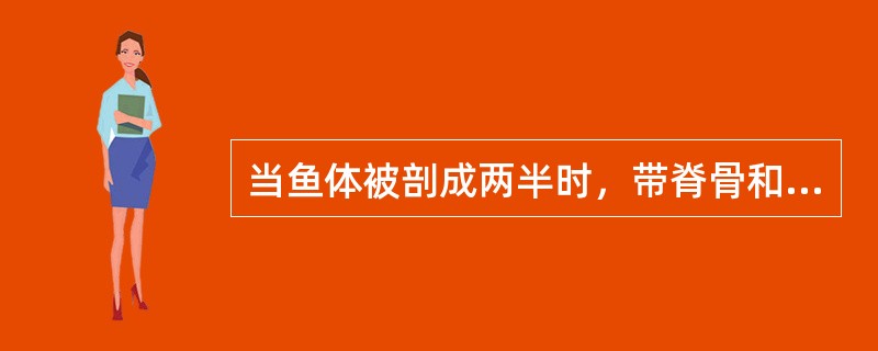 当鱼体被剖成两半时，带脊骨和鱼尾的一边称为软边，另一边称为硬边。（）