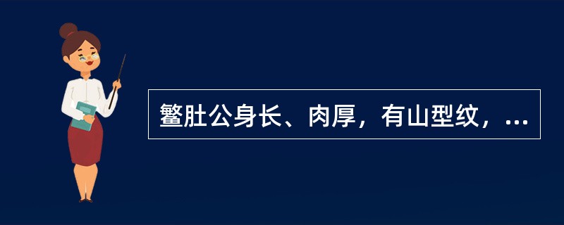 鳘肚公身长、肉厚，有山型纹，透明，呈浅黄色，又称广肚。（）