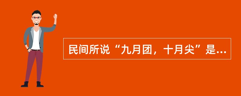 民间所说“九月团，十月尖”是指食用（）的最佳季节。